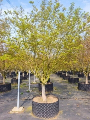 Acer palmatum Thunb.