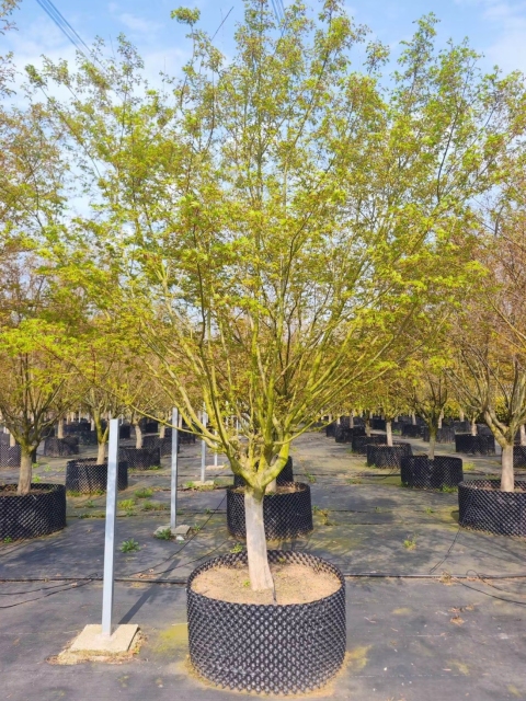 Acer palmatum Thunb.