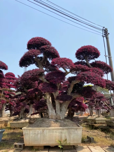 Loropetalum chinense var. rubrum