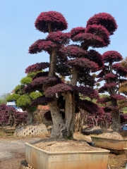 Loropetalum chinense var. rubrum