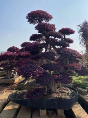 Loropetalum chinense var. rubrum