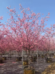 Prunus subg. Cerasus sp.