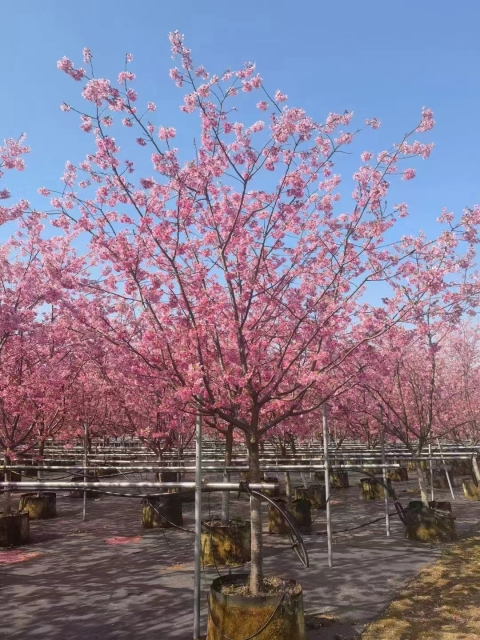 Prunus subg. Cerasus sp.