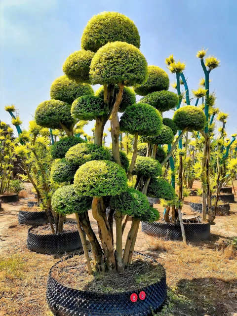 Ulmus pumila L. cv. 'Jinye'