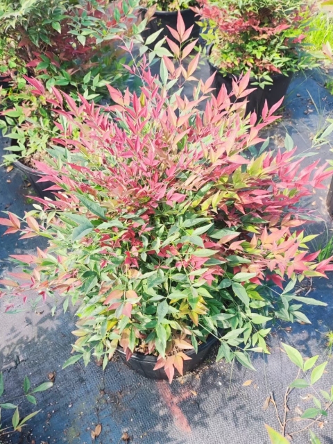 Nandina domestica Thunb.
