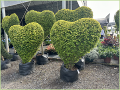 Buxus microphylla Siebold & Zucc.