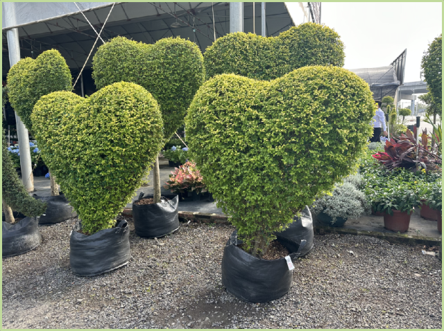 Buxus microphylla Siebold & Zucc.