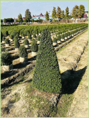 Buxus microphylla Siebold & Zucc.