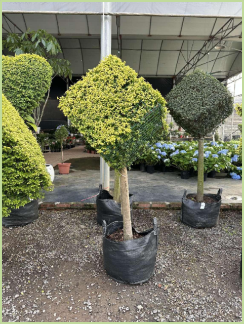 Buxus microphylla Siebold & Zucc.