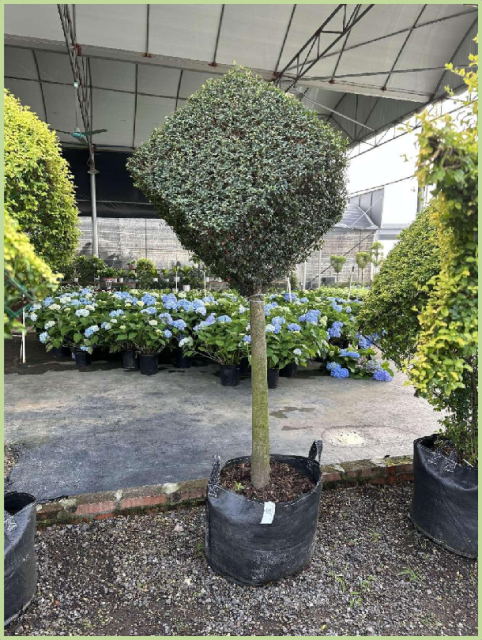 Buxus microphylla Siebold & Zucc.