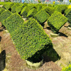 Buxus microphylla Siebold & Zucc.