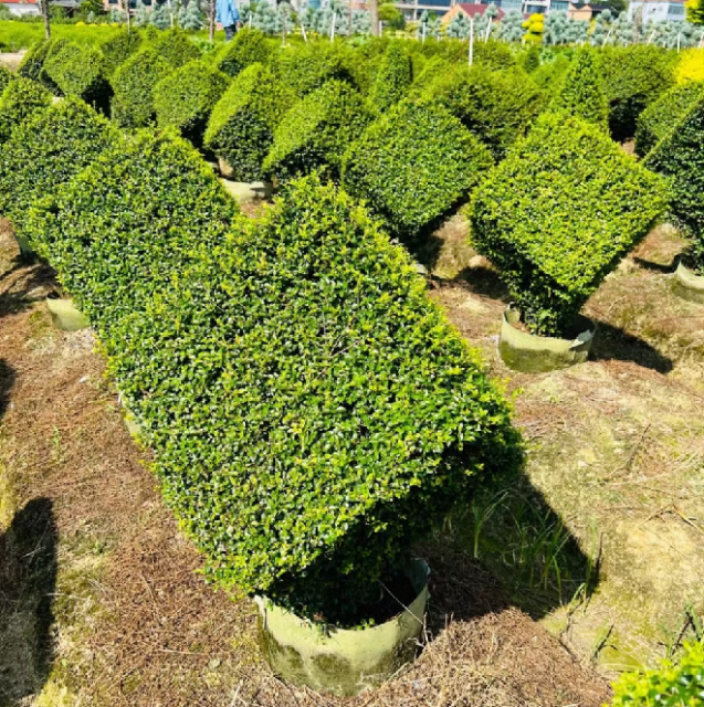 Buxus microphylla Siebold & Zucc.