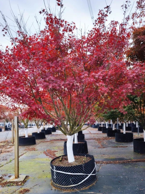 Acer palmatum Thunb.