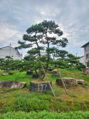 Pinus thunbergii Parl.