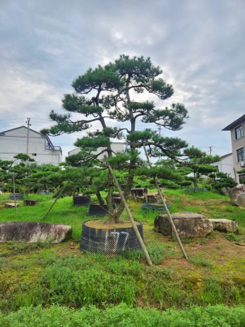 Pinus thunbergii Parl.