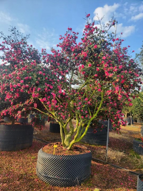 Camellia sasanqua Thunb.