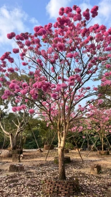 Handroanthus impetiginosus