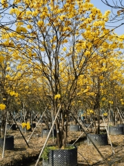 Handroanthus chrysanthus (Jacq.) S. O. Grose