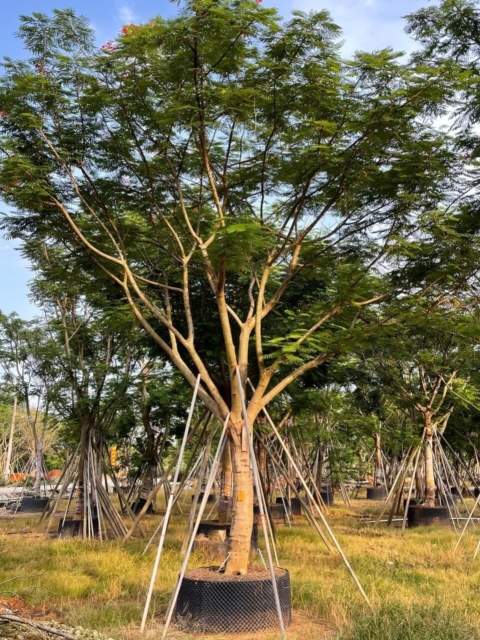 Delonix regia (Bojer) Raf.