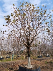 Magnolia grandiflora Linn