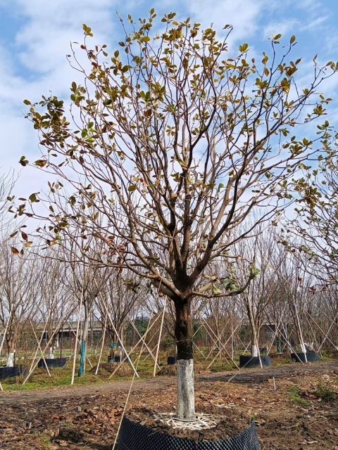 Magnolia grandiflora Linn