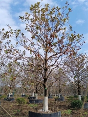 Magnolia grandiflora Linn