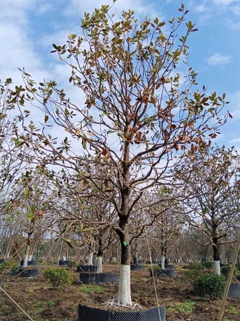 Magnolia grandiflora Linn