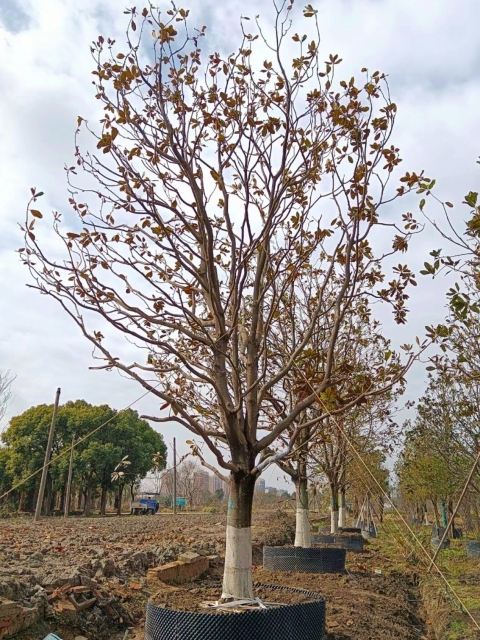Magnolia grandiflora Linn
