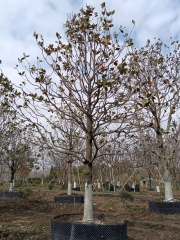 Magnolia grandiflora Linn
