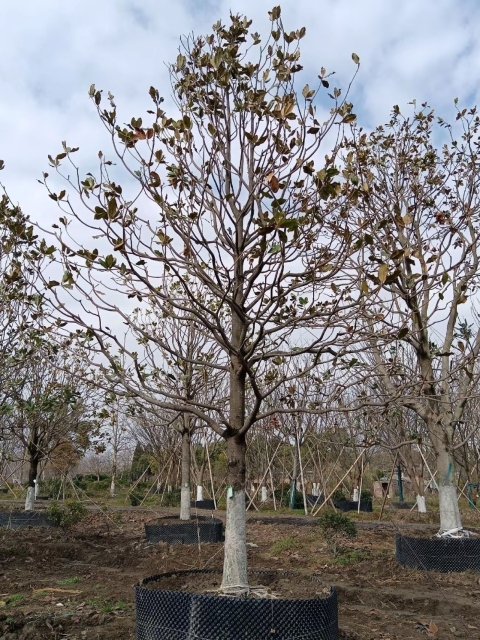 Magnolia grandiflora Linn