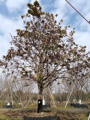 Magnolia grandiflora Linn