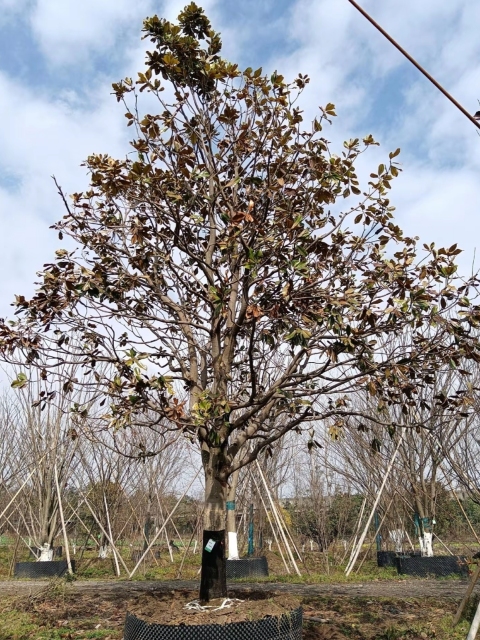Magnolia grandiflora Linn