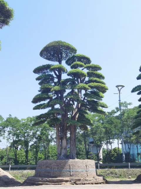 Podocarpus macrophyllus