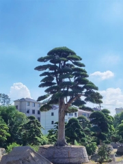 Podocarpus macrophyllus