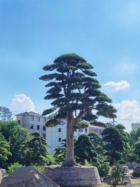 Podocarpus macrophyllus