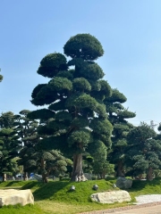 Podocarpus macrophyllus
