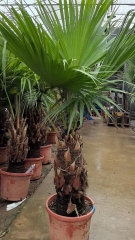 Livistona chinensis (Jacq.) R. Br. ex Mart.