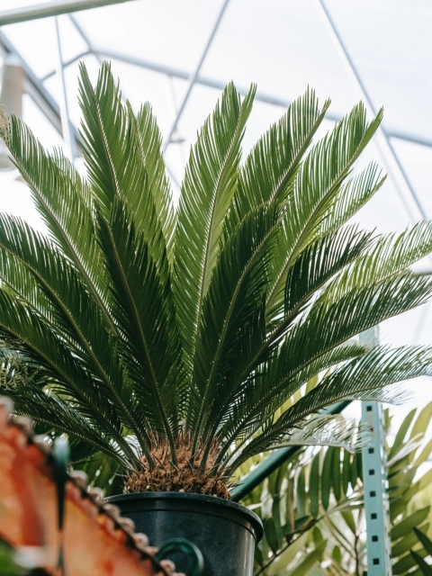 Cycas revoluta Thunb.