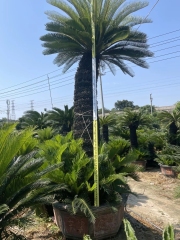 Cycas revoluta Thunb.
