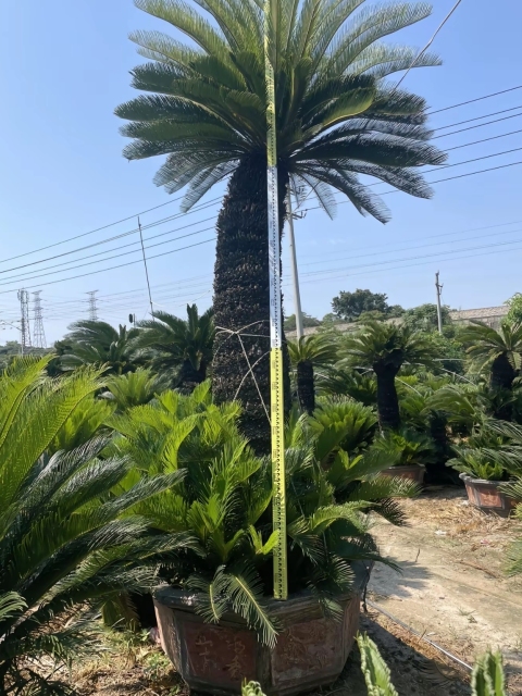 Cycas revoluta Thunb.
