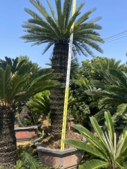 Cycas revoluta Thunb.
