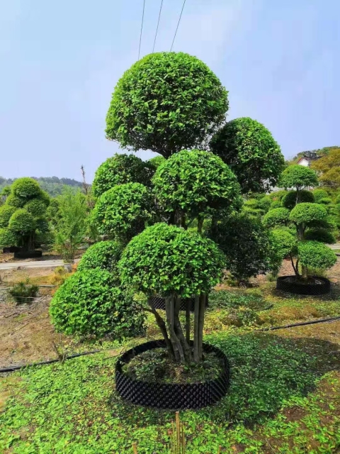 Ligustrum quihoui