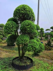 Ligustrum quihoui