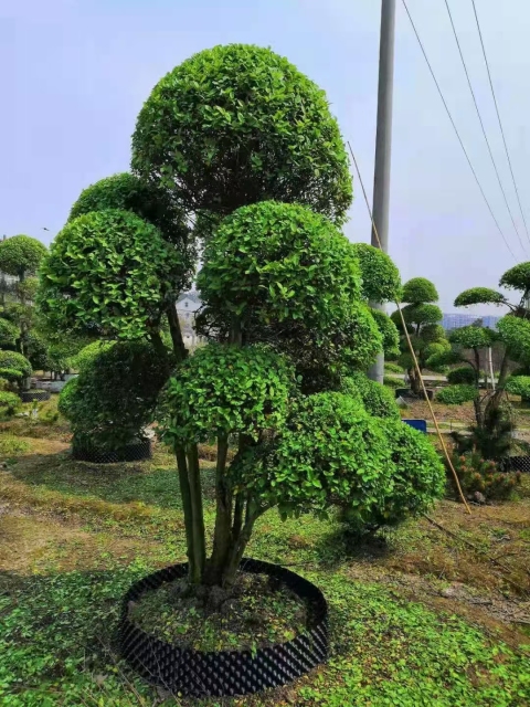 Ligustrum quihoui