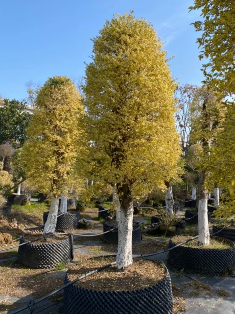 Ligustrum sinense Lour. 'Jinji'