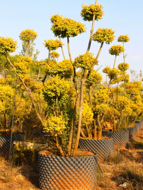 Ligustrum × vicaryi Rehder