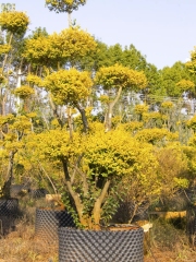 Ligustrum × vicaryi Rehder