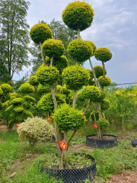 Ligustrum quihoui 'Lemon Light'