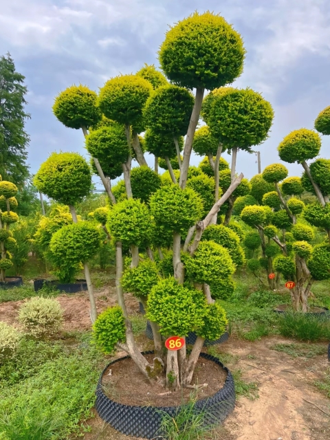 Ligustrum quihoui 'Lemon Light'