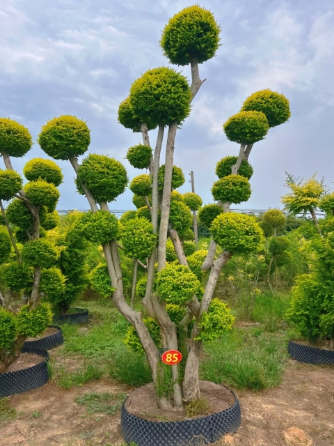 Ligustrum quihoui 'Lemon Light'